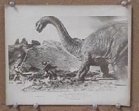 #210 1 MILLION YEARS BC 8x10 #1 '66 dinosaur! 