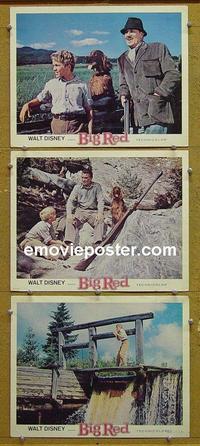 F765 BIG RED 3 lobby cards '62 Disney, Walter Pigeon