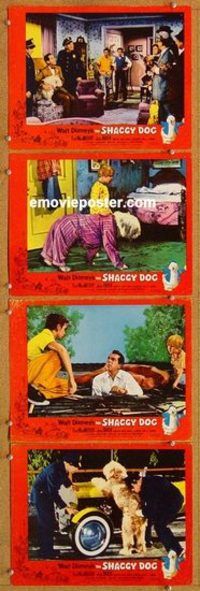 s625 SHAGGY DOG 4 movie lobby cards '59 Walt Disney, Fred MacMurray