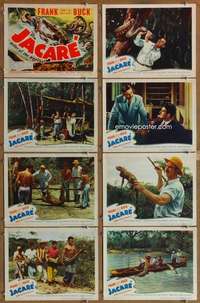 p253 JACARE 8 movie lobby cards '42 Frank Buck in the African jungle!