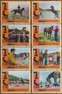 p401 SMOKY 8 movie lobby cards '66 Fess Parker, outlaw mustang!