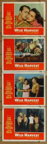 p903 WILD HARVEST 4 movie lobby cards R58 Alan Ladd, Dorothy Lamour