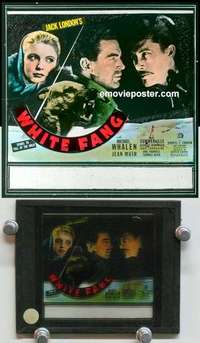 w243 WHITE FANG magic lantern movie glass slide '36 classic Jack London!