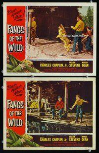 h865 FANGS OF THE WILD 2 move lobby cards '54 Charles Chaplin Jr.