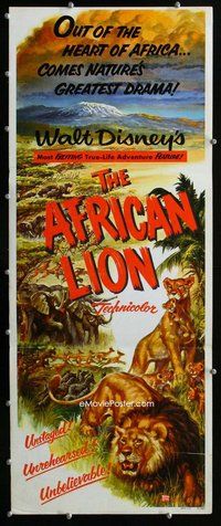 z018 AFRICAN LION insert movie poster '55 Walt Disney jungle safari!