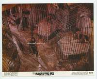 g053 PLANET OF THE APES color vintage 8x10 movie still '68 Heston in cage!