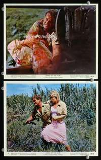 p449 DARK OF THE SUN 2 Eng/US color vintage movie 8x10 stills '68 Taylor