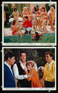 p534 SPINOUT 2 Eng/US color vintage movie 8x10 stills '66 Elvis Presley!