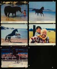p244 BLACK STALLION 5 vintage movie color 8x10 mini lobby cards '79 horse!
