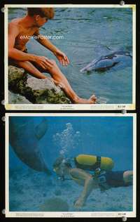 p465 FLIPPER 2 color vintage movie 8x10 stills '63 Halpin, dolphin!
