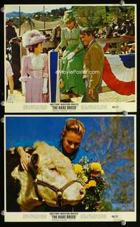 p514 RARE BREED 2 color vintage movie 8x10 stills '66 James Stewart