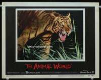 v200 ANIMAL WORLD movie lobby card #6 '56 great c/u image of tiger!