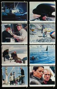 b085 ORCA 8 8x10 mini movie lobby cards '77 Killer Whale, Richard Harris