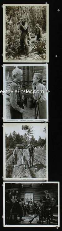 k477 YEARLING 4 8x10 movie stills '46 Gregory Peck classic!