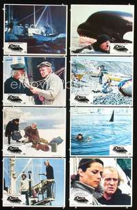 v437 ORCA 8 movie lobby cards '77 Richard Harris & killer whale!