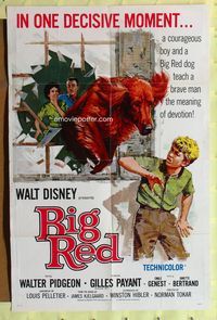 2r102 BIG RED 1sheet '62 Disney, Walter Pigeon, artwork of Irish Setter dog jumping through window!