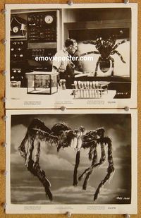 3y848 TARANTULA 2 8x10 movie stills '55 two great images of gigantic hairy spider horror!