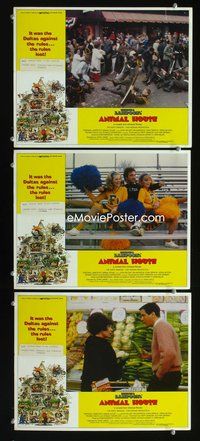 5g345 ANIMAL HOUSE 3 LCs '78 John Belushi w/cheerleaders, Verna Bloom, Landis classic!