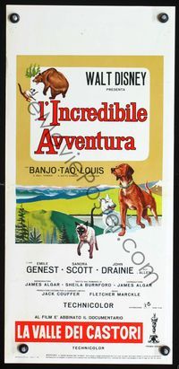 5w579 INCREDIBLE JOURNEY/BEAVER VALLEY Italian locandina '63 Disney, Terrier, Siamese & Labrador
