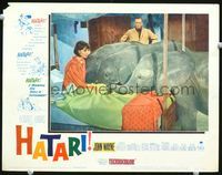6f464 HATARI LC #6 '62 John Wayne watches Elsa Martinelli in bed with elephants!