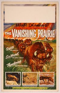6p290 VANISHING PRAIRIE WC '54 a Walt Disney True-Life Adventure, cool art of stampeding buffalo!
