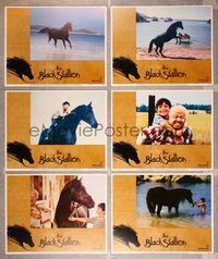 7m345 BLACK STALLION 6 LCs '79 Mickey Rooney, cool images of horse!