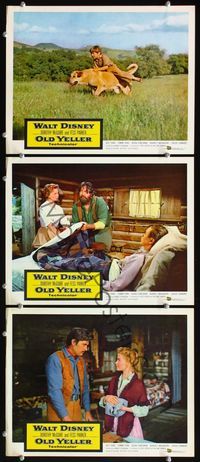 7m804 OLD YELLER 3 LCs '57 Dorothy McGuire, Fess Parker, Walt Disney's most classic canine!