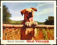 7r590 OLD YELLER LC R74 Disney, great close up of classic canine guarding the cornfield!