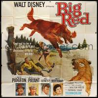 7v020 BIG RED 6sh '62 Disney, Walter Pigeon, artwork of Irish Setter dog attacking mountain lion!