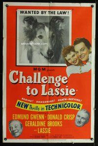 8h174 CHALLENGE TO LASSIE 1sh '49 classic canine Collie is wanted by the law, wacky image!