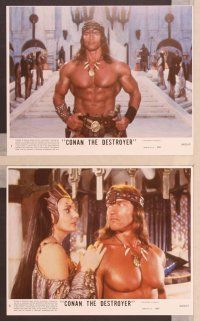 2y020 CONAN THE DESTROYER 8 color 8x10 mini LCs '84 Schwarzenegger is the most powerful legend!