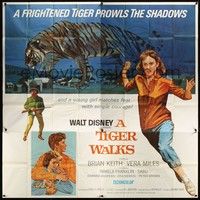 5p249 TIGER WALKS 6sh '64 Walt Disney, art of Brian Keith standing by huge prowling tiger!