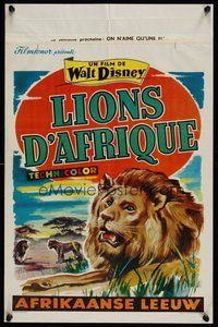 7a561 AFRICAN LION Belgian '55 Walt Disney, Belinsky art of jungle safari!