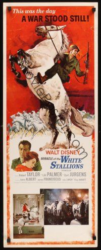 8a418 MIRACLE OF THE WHITE STALLIONS insert '63 Disney, Lipizzaner stallions art, Robert Taylor!