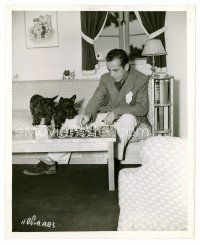 8w373 HUMPHREY BOGART 8x10 still '49 at home playing chess with his two Scottish terrier dogs!