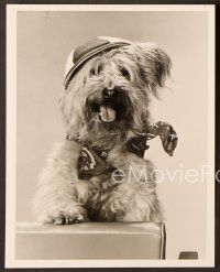 9f137 HERE'S BOOMER 2 TV 7x9 stills '80s Johnny the adorable stray dog solves people's problems!