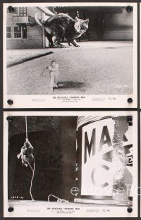 9p688 INCREDIBLE SHRINKING MAN 4 8x10 stills '57 Grant Williams flees from giant cat!