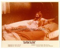 1m060 EATEN ALIVE color 8x10 still '77 Tobe Hooper, wild image of sexy bound girl on bed!