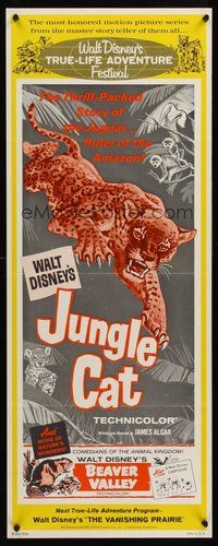2d225 JUNGLE CAT insert '64 Disney, great artwork of jaguar, savage lord of the Amazon!