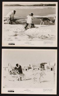 2r471 ALASKAN SLED DOG 2 8x10 stills '57 Walt Disney, cool images of sled teams in action!