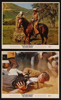 2r991 RARE BREED 2 color 8x10 stills '66 Texas leader James Stewart on horse & in brawl!