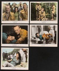 2r872 ROOTS OF HEAVEN 5 color 8x10 stills '58 directed by John Huston, Errol Flynn, sexy Julie Greco