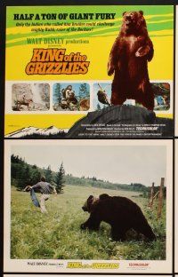 3f064 KING OF THE GRIZZLIES 9 LCs '70 Walt Disney, half a ton of giant fury, ruler of the Rockies!