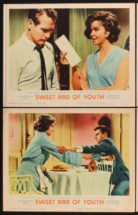 3f739 SWEET BIRD OF YOUTH 8 LCs '62 Paul Newman, Geraldine Page, from Tennessee Williams' play!