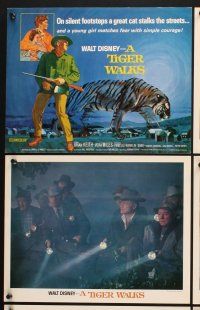 3f102 TIGER WALKS 9 LCs '64 Walt Disney, art of Brian Keith, Vera Miles & huge prowling tiger!
