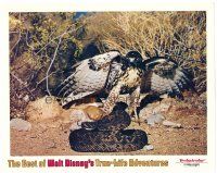 3h185 BEST OF WALT DISNEY'S TRUE-LIFE ADVENTURES LC '75 cool close up of falcon attacking snake!