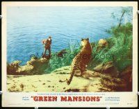 3h415 GREEN MANSIONS LC #2 '59 Anthony Perkins confronts a ferocious jaguar poised for the kill!