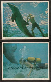 3j885 FLIPPER 2 color 8x10 stills '63 great images of Luke Halpin & dolphin underwater!