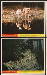 3j624 INCREDIBLE JOURNEY 8 color English FOH LCs '63 Disney, Terrier, Siamese & Labrador Retriever!