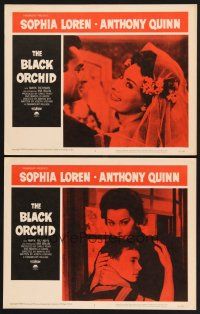 3p619 BLACK ORCHID 2 LCs '59 images of sexy Sophia Loren, a story of love directed by Martin Ritt!
